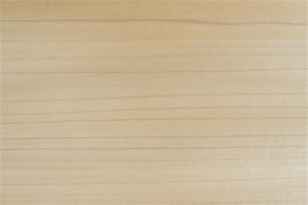 American Poplar
